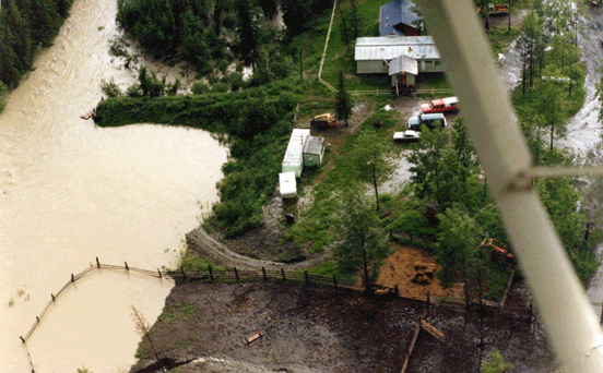 First-flood-toad