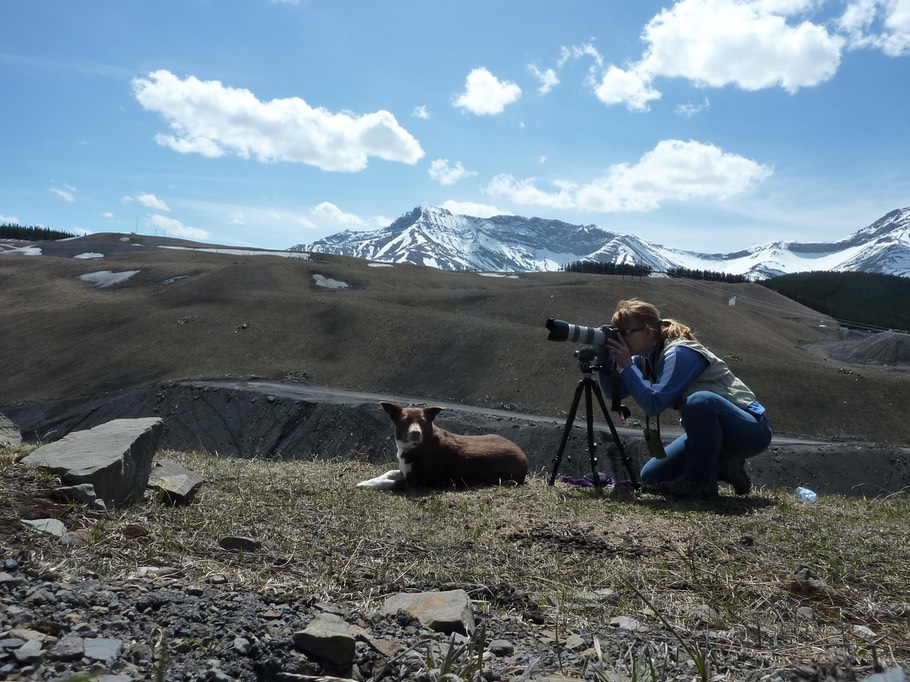 Jackie Photographing Sheep.jpg